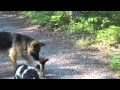 Dog Obedience Group, Wallkill, NY 845-430-1764 Dog Obedience Group, Wallkill, NY 845-430-1764