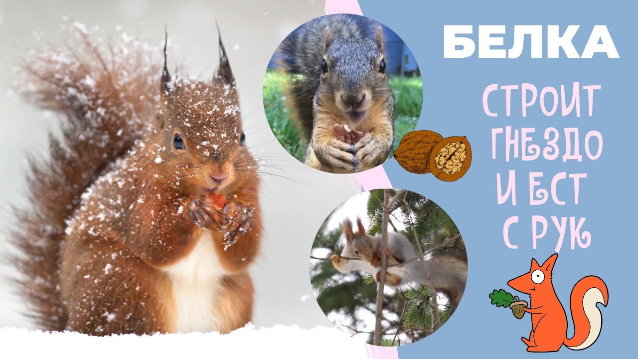 Белка грызет орехи и строит гнездо - YouTube