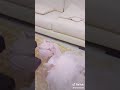 بنتي سعدي بيها