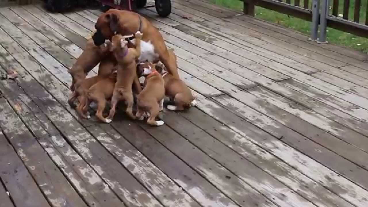 Boxer daddy with his puppies