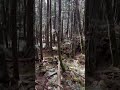 I found the infamous ribbons of Aokigahara