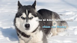 Sam - Chia sẻ kinh nghiệm nuôi & chăm sóc Sam (husky)