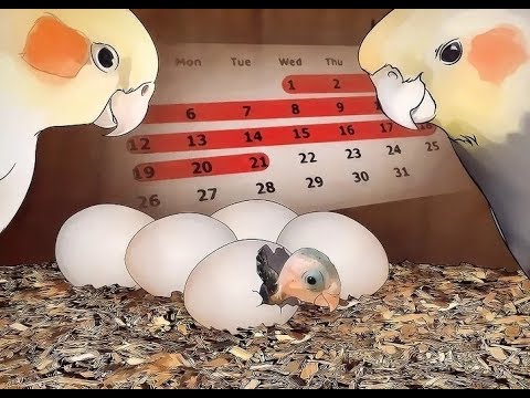 Cockatiel Growth Chart