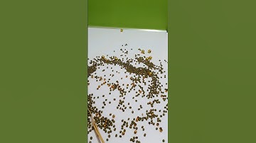 Reverse Magic: The Amazing World of Reverse Filming with Orbs and Pearls! #reverse #reversemotion