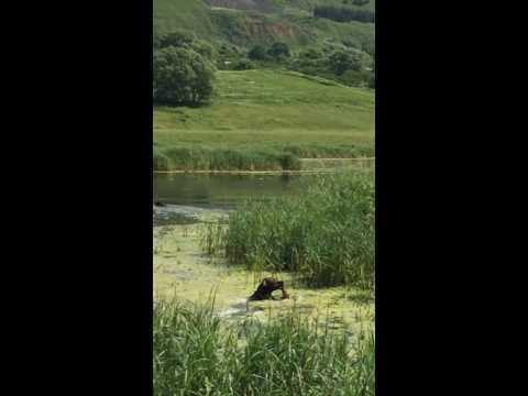 დრათჰაარი რეი(drathaari rei)