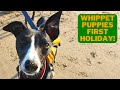 Whippet Puppies First Holiday