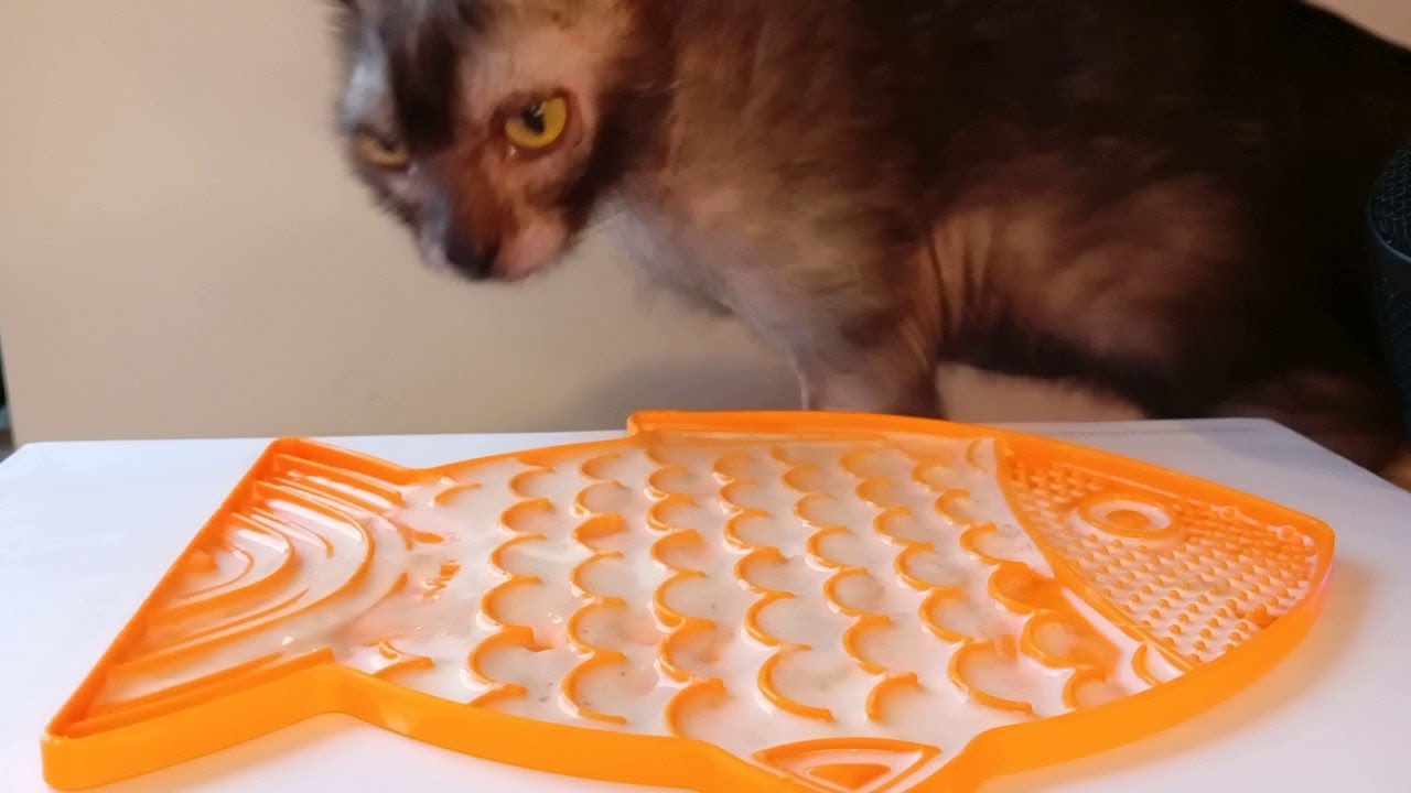 Lykoi tries Cat Milk | ASMR, no talking