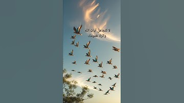 سورة يس (فارس عباد) #سورة_يس #الله #قرآن #quran #تلاوات#فارس_عباد #islam #الحمدلله #قران #راحة_نفسية