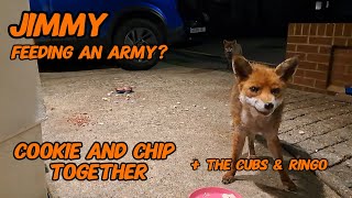 Busy busy busy! #wildlife #fox #cuteanimals #viral #vlog #fyp #nightlife #mylife