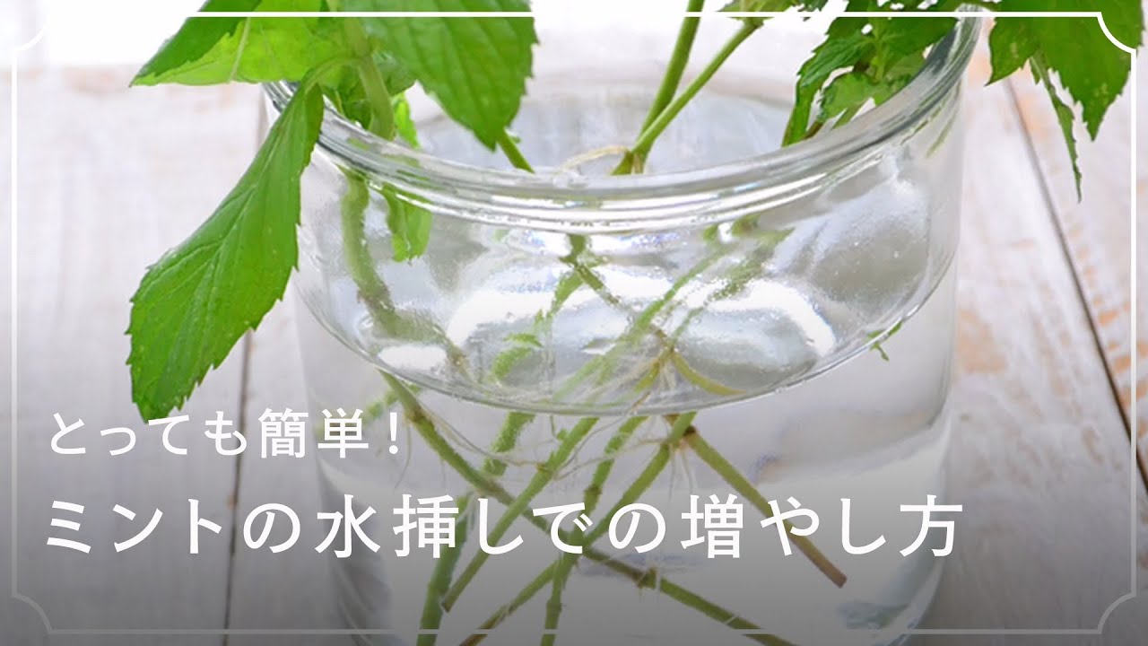 とっても簡単 ミントの水挿しでの増やし方 発根後の土への植え付け方は Lovegreen ラブグリーン