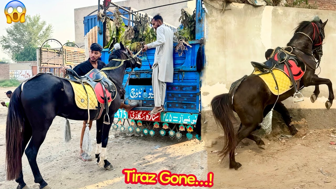 HUM HORSE 🐎 KO COMPETITION KE LEAY LE GY😱