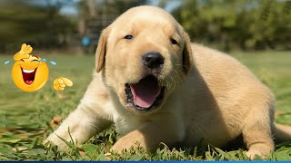 You Will Die Laughing At These Funny Puppies Funny Animals Video