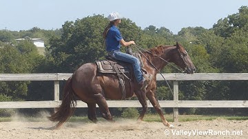 Attitudes Desire - jog, lope-offs, stops, dismount! - ValleyViewRanch.net