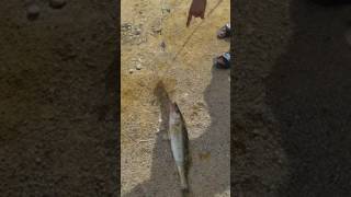 Walleye fish caught at Rock River dam