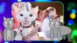 Смешные коты - клип Смешные коты - клип