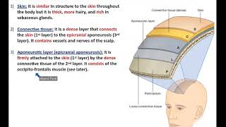 The Scalp (Detailed Anatomy) - Dr. Ahmed Farid