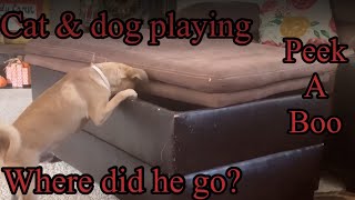 Cat and dog playing peek a boo / funny dog and cat video