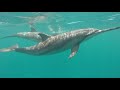 dauphins île Maurice avec LE TRIO