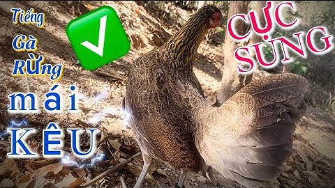 Tiếng gà mái GỌI TRỐNG CỰC CHUẨN 2025 || Poj qaib seev zoo dib tuaj 100%