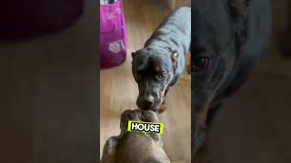 They Know My Rules About Playing Inside