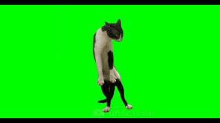 Dancing Cat Green Screen