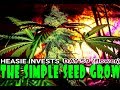 The Simple Seed Grow: Day 59 (flower) - Comparing indica & sativa buds late in flower