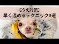 【老犬の冷え対策】早く温まるマッサージ 3 Massage Techniques to Quickly Warm Up Aging Dogs