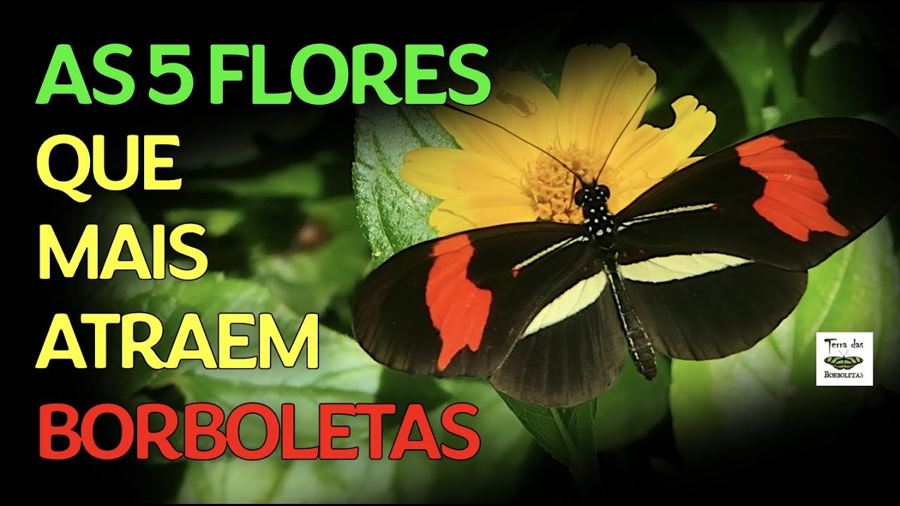 As flores que mais atraem borboletas