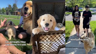 Golden Retriever Puppy's Cute And Naughty Moments In His First week With Family