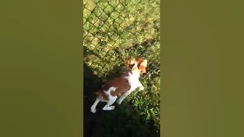 Stella wants to play with sandy