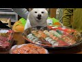 お正月の宴会に家族みんなが集まって嬉しい柴犬