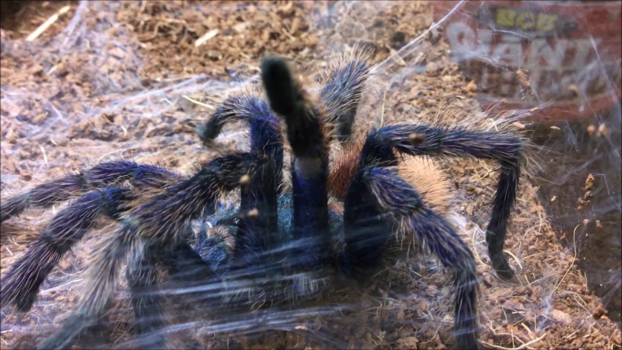 Tarantula Enclosure Cleaning \U0026 Feeding! [Hd]