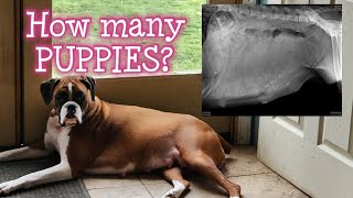 x ray for my pregnant boxer dog