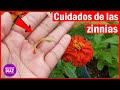 Esta planta le dará una vista envidiable a tu jardín y todos la querrán tener/ cuidados de la zinnia