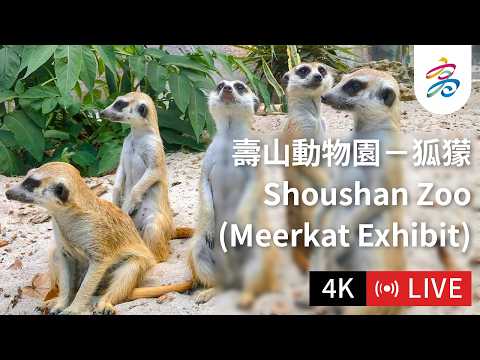 Shoushan Zoo Meerkats camera source preview