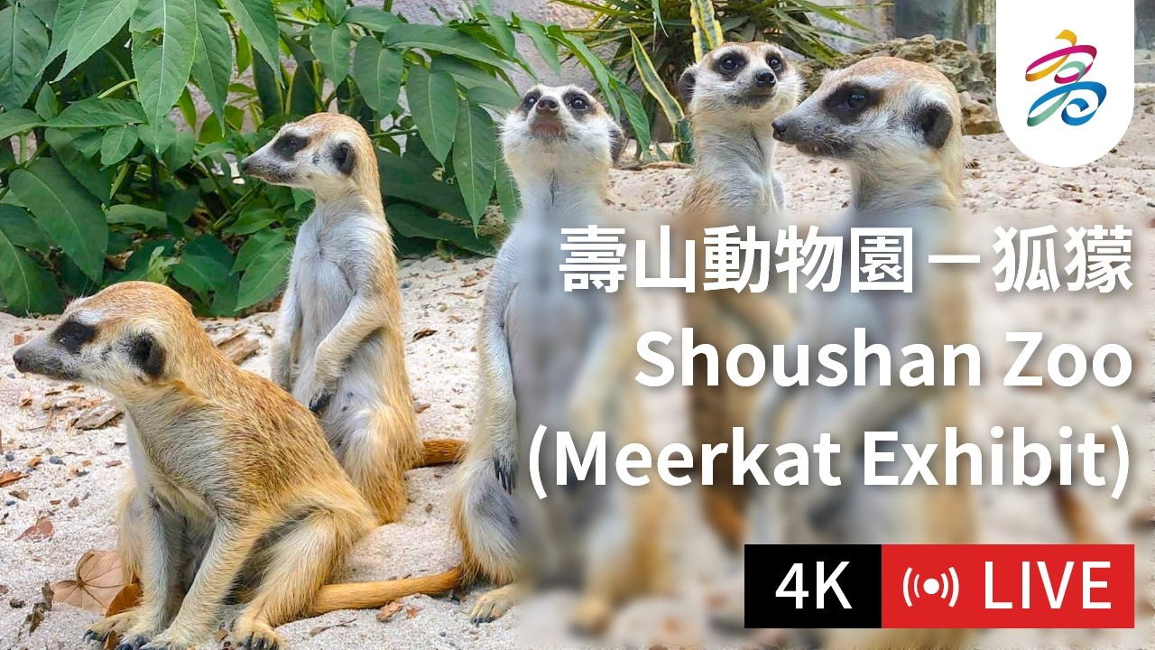 【4K Live】高雄壽山動物園－狐獴展區｜[4K Live] Shoushan Zoo, Kaohsiung: Meerkat Exhibit｜【4K ライブ】高雄 寿山動物園：ミーアキャット展示場 縮圖