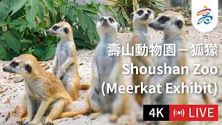 Kaohsiung wildlife camera — live view