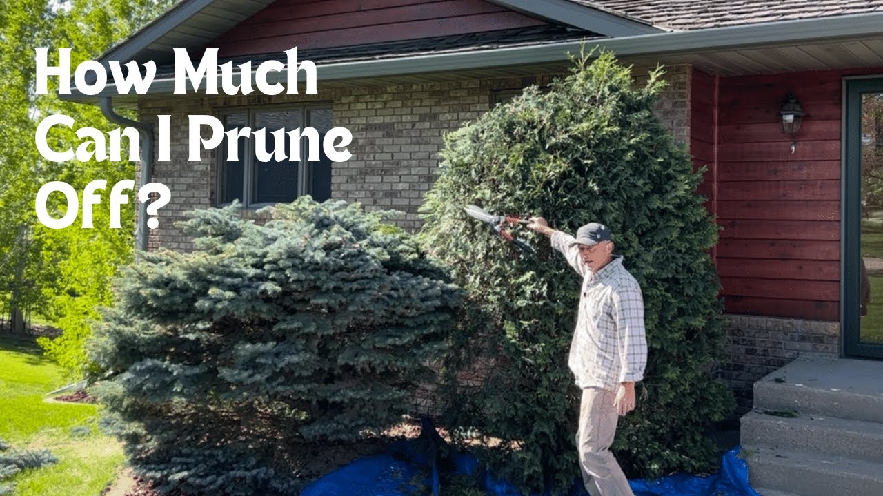 Pruning A Techny Arborvitae and Colorado Globe Spruce