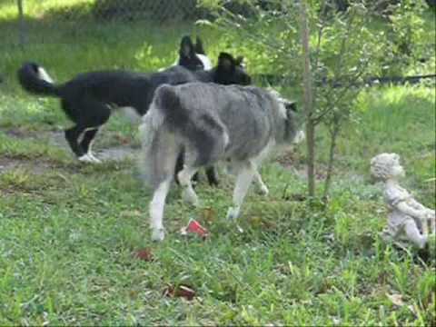 Daisy, Border Collie Aussie Mix is Quickly Adopted...