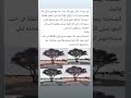من مذكرات النبي والصحابة في صحراء نجد