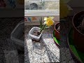 Meet my daffodil Barry