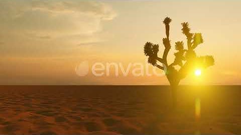 Sunset in the Desert | Motion Graphics - Envato elements