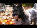 Cairn Terrier Exercise [Needs and Ideas] の動画、YouTube動画。