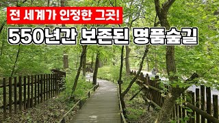 유네스코가 지정한 자연 속의 힐링! 트레킹 숲길 테마 여행 | 대중교통 당일치기 여행 |