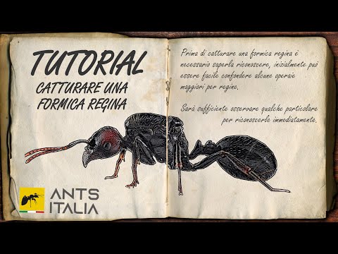 Formiche regine - Cattura e riconoscimento | Ants Italia (AI)