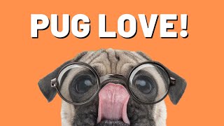 A Look into the Life of Pugs by Paws&Claws 144 views 1 year ago 4 minutes, 8 seconds