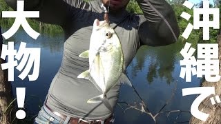 月収140万のバスプロが沖縄でバスを狙ってたら変な魚が釣れた Youtube 月収140万のバスプロが沖縄でバスを狙ってたら変な魚が釣れた Youtube
