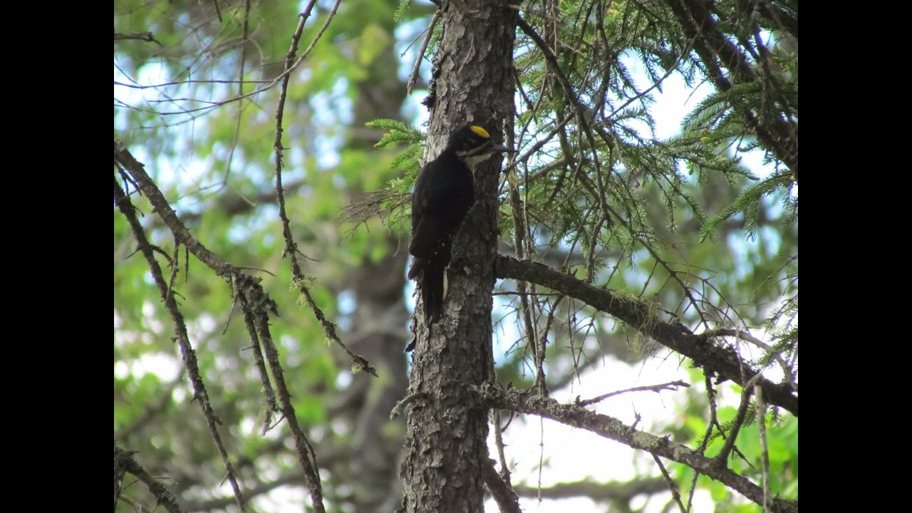 Lizzy mcalpine x phoebe bridgers x indiefolk type beat “Freedom”