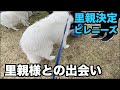 里親決定ピレニーズ・里親様との出会い【179 182日目】