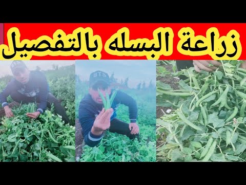 فيديو: رعاية البازلاء - كيف ومتى نزرع البازلاء